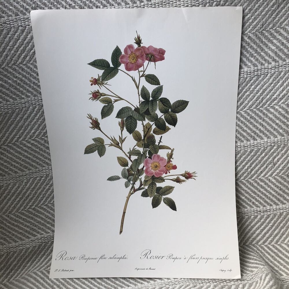 Leafy Rose Illustration Vintage Colorful Art Print Poster PJ Redoute 10x13.5in